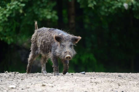 Wild boar on the forest in springtimeの写真素材
