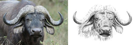 Portrait of buffalo before and after drawn by hand in pencil. Originals, no tracingの写真素材