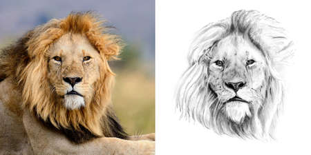 Portrait of lion before and after drawn by hand in pencil. Originals, no tracingの写真素材