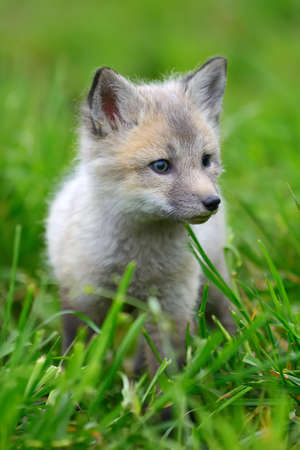 Close up baby silver fox in grassの写真素材