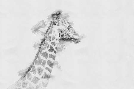 Giraffe. Black and white sketch with pencilの写真素材