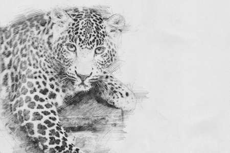 Leopard. Black and white sketch with pencilの写真素材