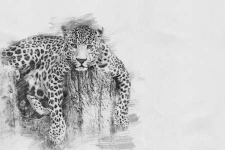 Leopard. Black and white sketch with pencilの写真素材