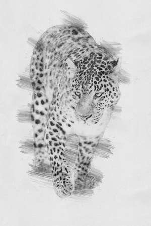 Leopard. Black and white sketch with pencilの写真素材