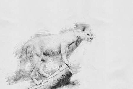 Puma. Black and white sketch with pencilの写真素材