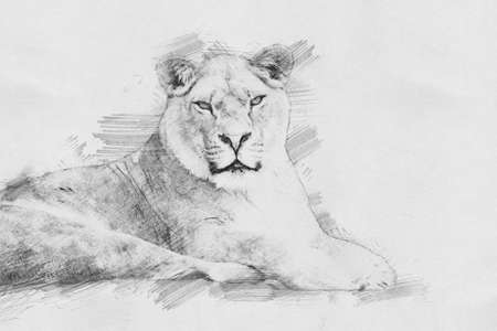 Lion. Black and white sketch with pencilの写真素材