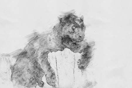 Leopard. Black and white sketch with pencilの写真素材