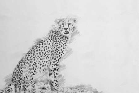 Cheetah. Black and white sketch with pencilの写真素材