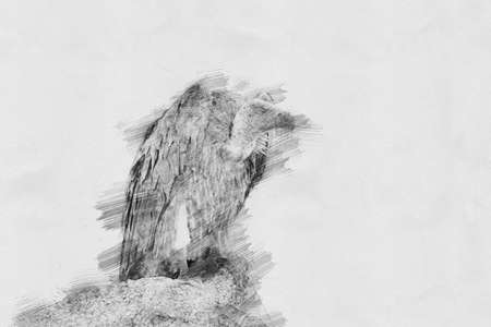 Vulture. Black and white sketch with pencilの写真素材
