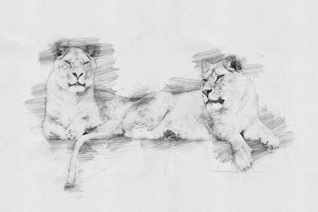 Lion. Black and white sketch with pencilの写真素材