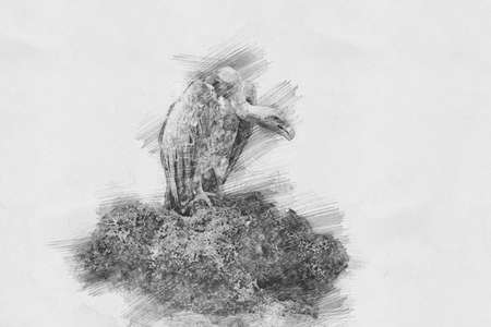 Vulture. Black and white sketch with pencilの写真素材