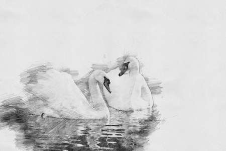 Swan. Black and white sketch with pencilの写真素材