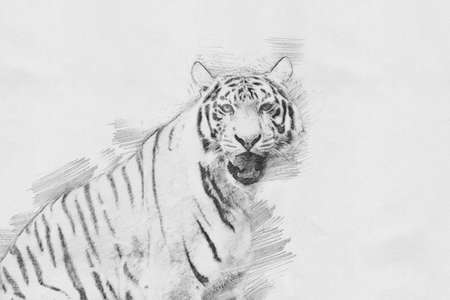 Tiger. Black and white sketch with pencilの写真素材