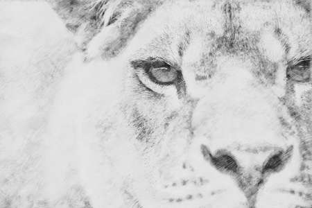 Lion. Black and white sketch with pencilの写真素材