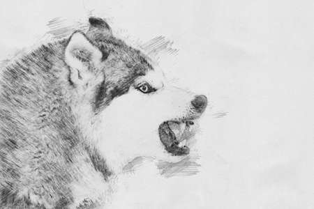 Angry dog. Black and white sketch with pencilの写真素材