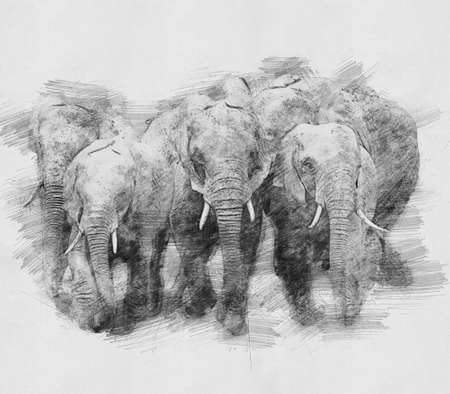 Elephant. Black and white sketch with pencilの写真素材