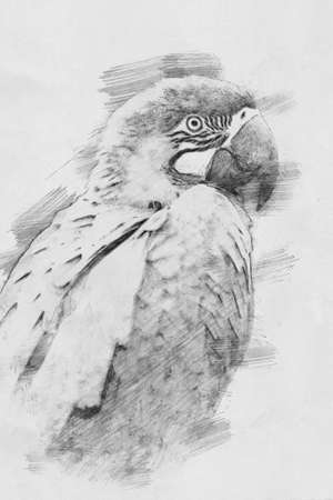 Parrot. Black and white sketch with pencilの写真素材