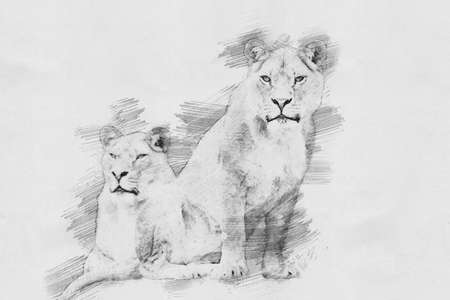 Lion. Black and white sketch with pencilの写真素材