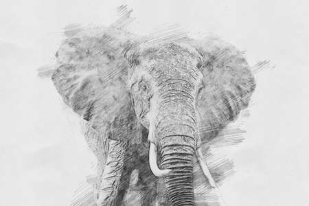 Elephant. Black and white sketch with pencilの写真素材