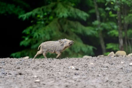 Small wild boar in the forest in the springtimeの写真素材
