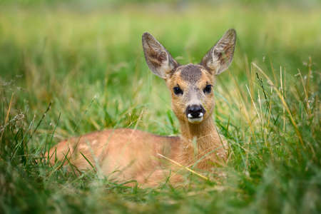 Baby roe deer on green summer meadow