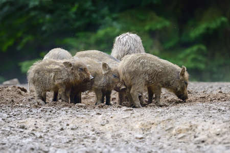 Small wild boar in the forest in the springtime