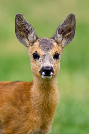 Baby roe deer on green summer meadow