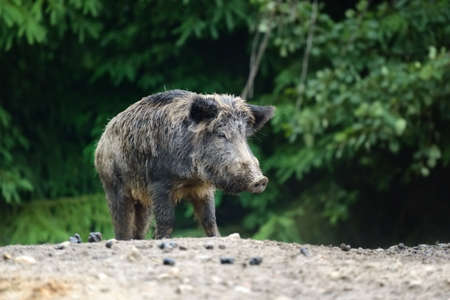 Wild boar on the forest in springtimeの写真素材