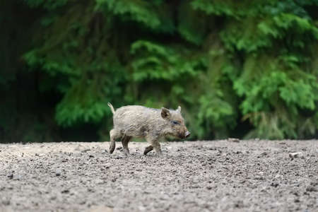 Small wild boar in the forest in the springtimeの写真素材
