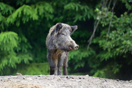 Wild boar on the forest in springtimeの写真素材