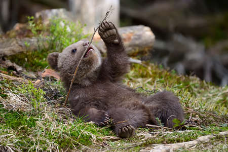 Wild brown bear cub close-upの写真素材