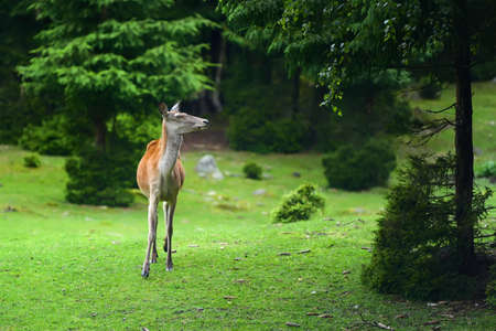 Close young female deer in summer forestの写真素材
