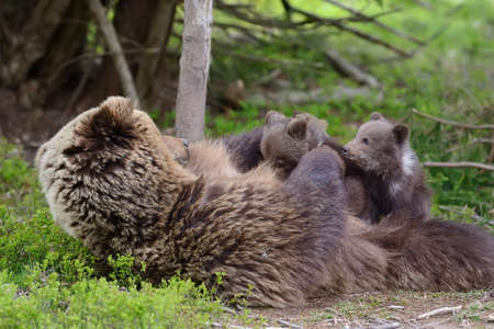 Brown bear with cubs in forestの写真素材
