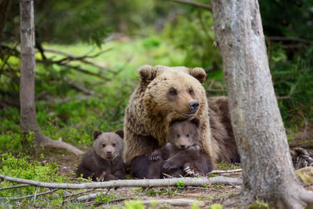 Brown bear with cubs in forestの写真素材