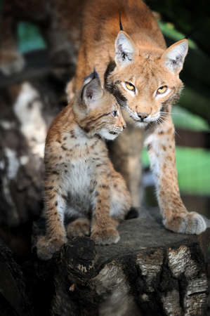 Close baby Eurasian Lynx in the forestの写真素材