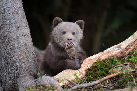 Wild brown bear cub close-up