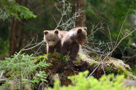 Wild brown bear cub close-upの写真素材