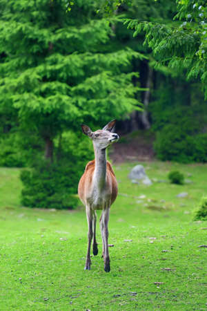 Close young female deer in summer forestの写真素材
