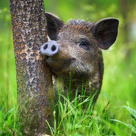Wild boar on the forest in summer timeの写真素材