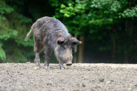 Wild boar on the forest in springtimeの写真素材