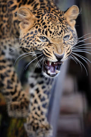 Close up angry leopard portraitの写真素材