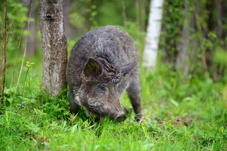 Wild boar on the forest in summer timeの写真素材
