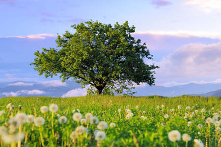 Summer landscape with nobody big treeの写真素材