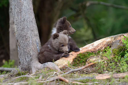 Wild brown bear cub close-up