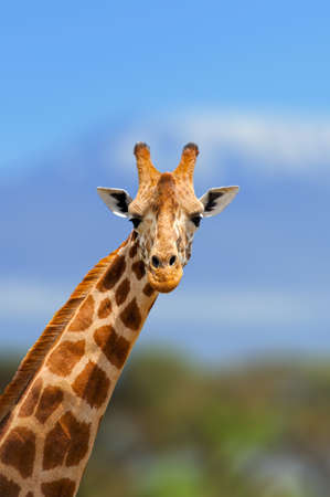 Giraffe in the nature habitat, Kenya, Africa. Wildlife scene from nature. Big animal from Africaの写真素材