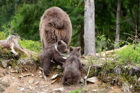 Brown bear with cubs in forestの写真素材