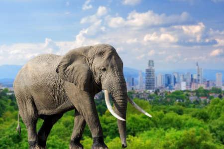 Panoramic view from elephant with the city of on the backgroundの写真素材