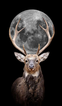 Portrait red deer with moon on dark backgroundの写真素材