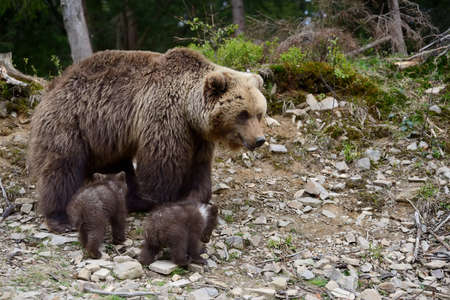 Wild brown bear cub close-upの写真素材