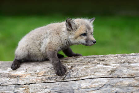 Close up fox cub in grass